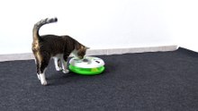 The Cat and His Roundabout (2)