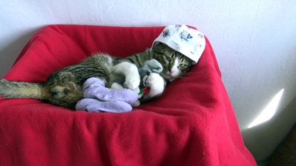 This Funny Cat Wears Socks (8)