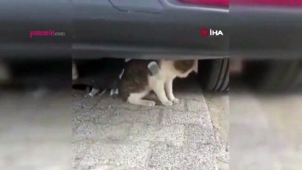 Kedinin vücuduna ağda yapıştırdılar! "Böyle vicdansızlık görülmedi"