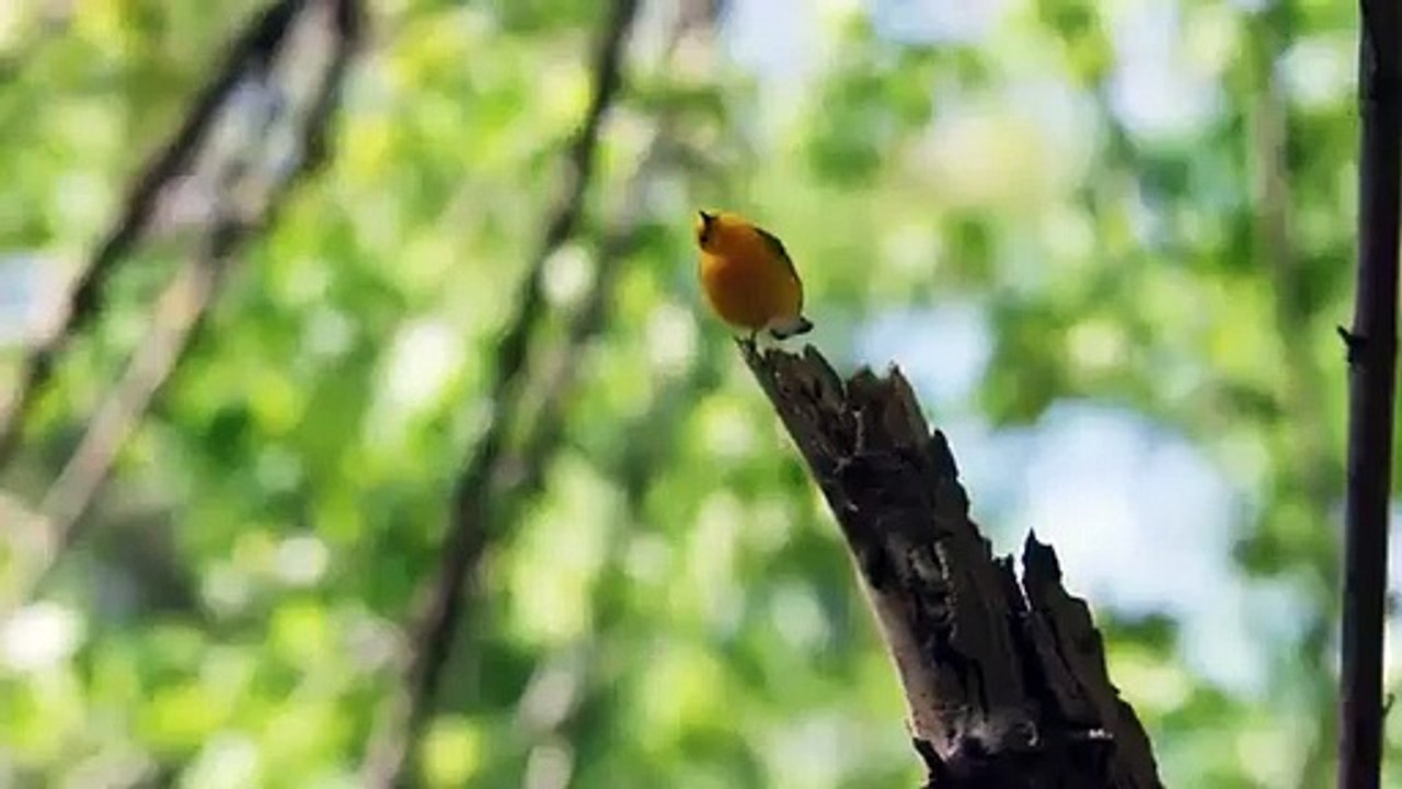 Extraordinary Birder - Trailer