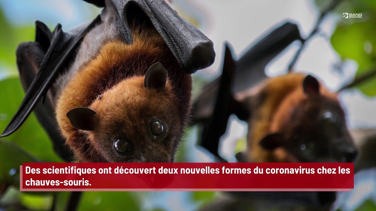 'Nous ne pouvons pas laisser traîner les choses' : Des scientifiques découvrent deux nouvelles versions du coronavirus chez les chauves-souris !