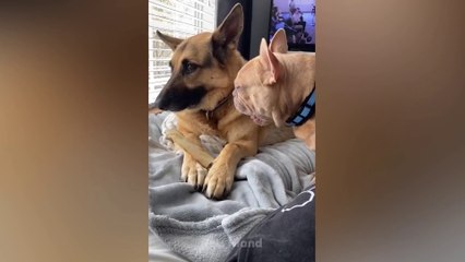 When Your Dog Wants To Be Alone  - Funniest Animals Video - Humor Hub