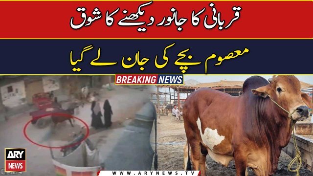 Qurbani kay janwer dakhnay ka shoq Masoom Bache ki jaan lay gaya