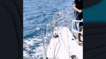 Aterrador Una manada de orcas ataca uno de los barcos de la Ocean Race