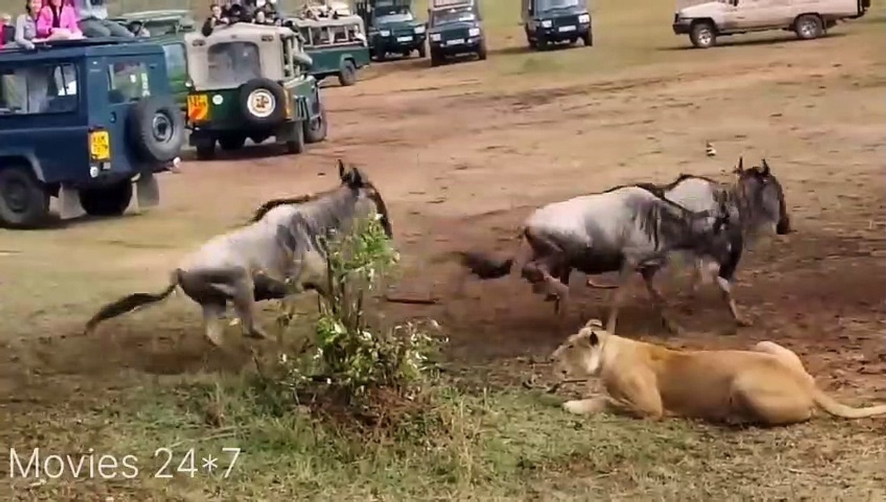 Top 5 Antilope that can Take Down LION_Lion vs Gemsbok..