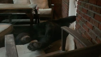 Bear Uses Porch Furniture To Make Comfy Bed For The Night | Wild-ish TV