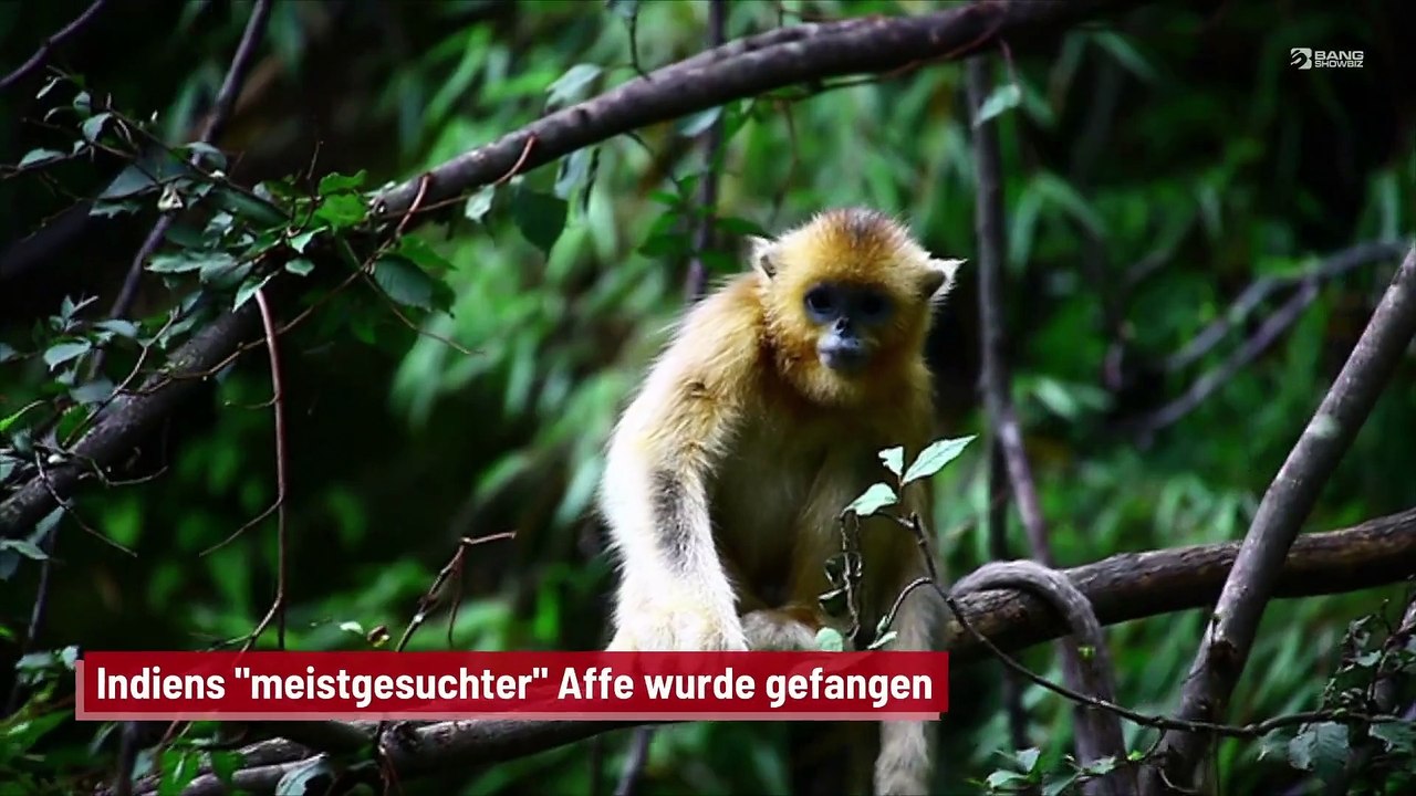 Indiens 'meistgesuchter' Affe wurde gefangen