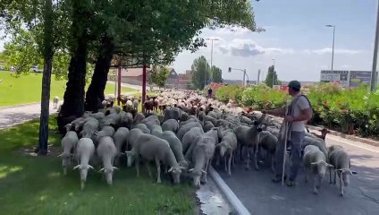 Un pastor y sus ovejas atraviesan Valladolid