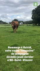 Hommage à Astrid, la vache limousine décédée à 23 ans