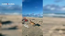 Plajda güneşlenen kadına büyük şok! Dingo tarafından böyle ısırıldı