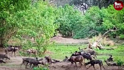 Oryx Giving Birth and Wild Dogs Take of Opportunity