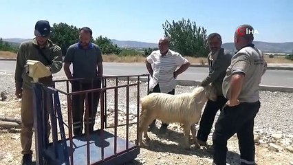 Kahramanmaraş'ta Kurbanlık Satış Yerlerinde Sessizlik Hakim