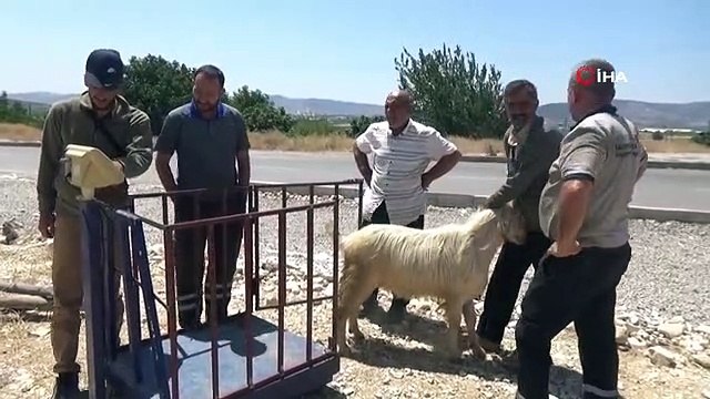 Kahramanmaraş'ta Kurbanlık Satış Yerlerinde Sessizlik Hakim