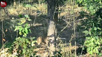 Aghast! Deer Trying  Escape Dhole Attacked