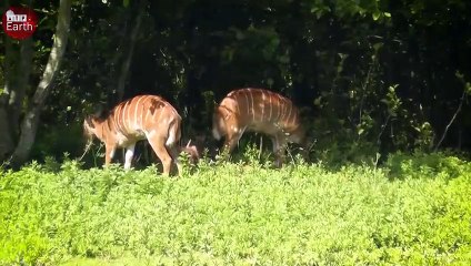Lion Attack Nyala and Enjoy Slowly