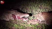 Crocodile Attack Impala and Leopards Waiting for Steal Prey