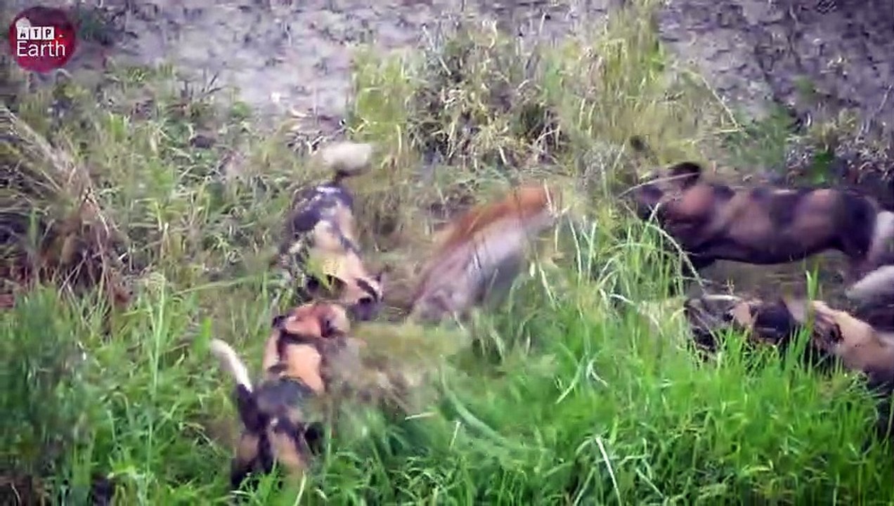 Alone Hyena Attacked by Wild Dogs