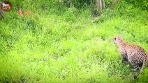 Aghast! Pregnant Impala Attacked by Leopard