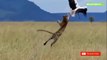 Nie Zuvor Gefilmt! Leopard springt über 3 Meter Hoch um Adler zu Jagen!