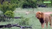 Seltene Aufnahme! Riesen Löwe Attackiert Büffel, Kann er sich Retten