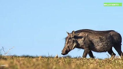 Warzenschwein wird in Falle gelockt! Riesen Krokodil Attackiert Warzenschwein!