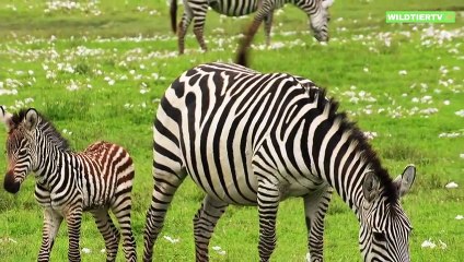 Monster Krokodil Attackiert aus dem nichts Zebra!