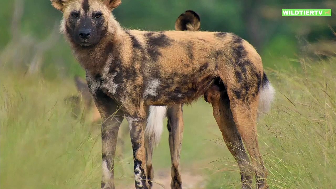 Krokodil Attackiert aus dem Nichts Wildhund! Kann er sich retten