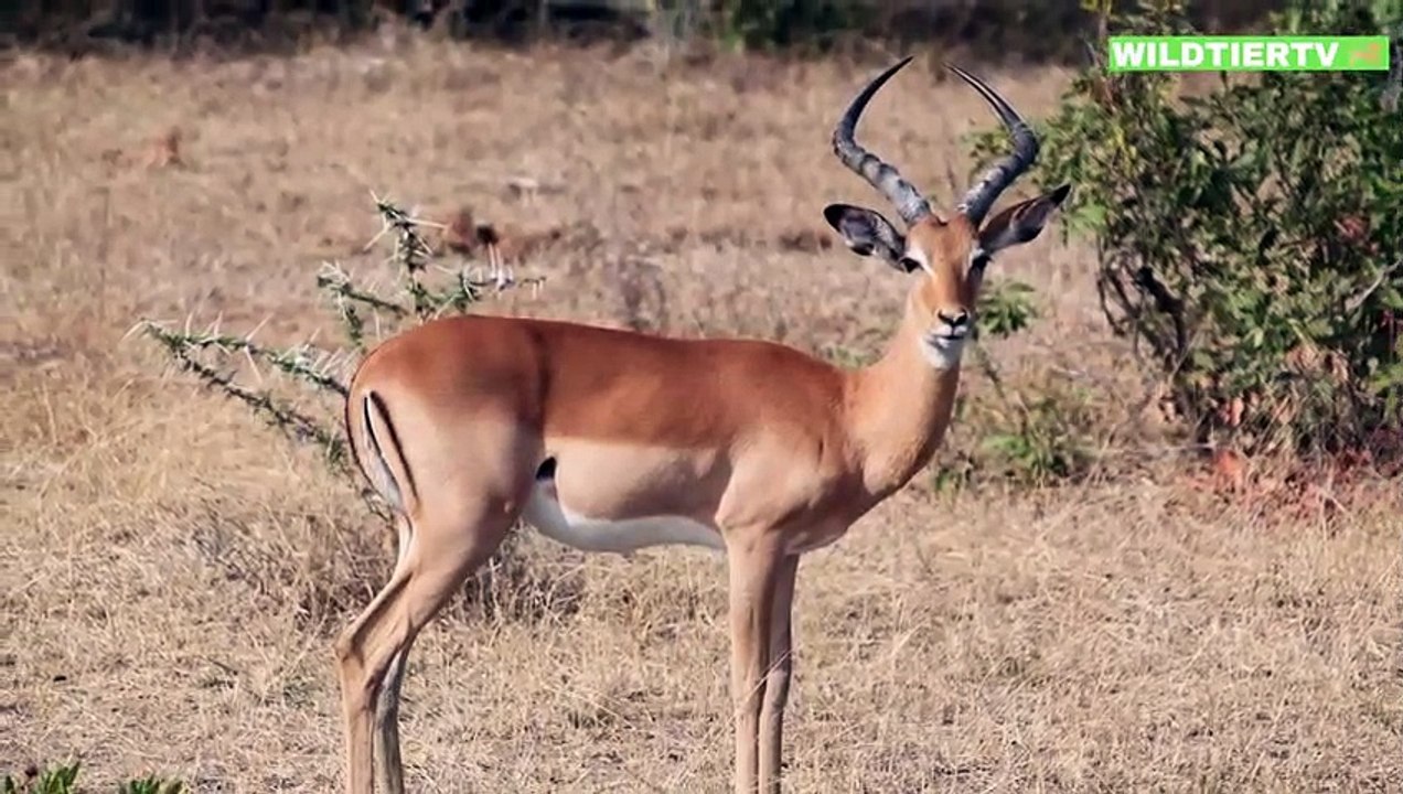 Unglaublich Aufnahme! Hungrige LÖWIN Attackiert Flüchtende ANTILOPE!