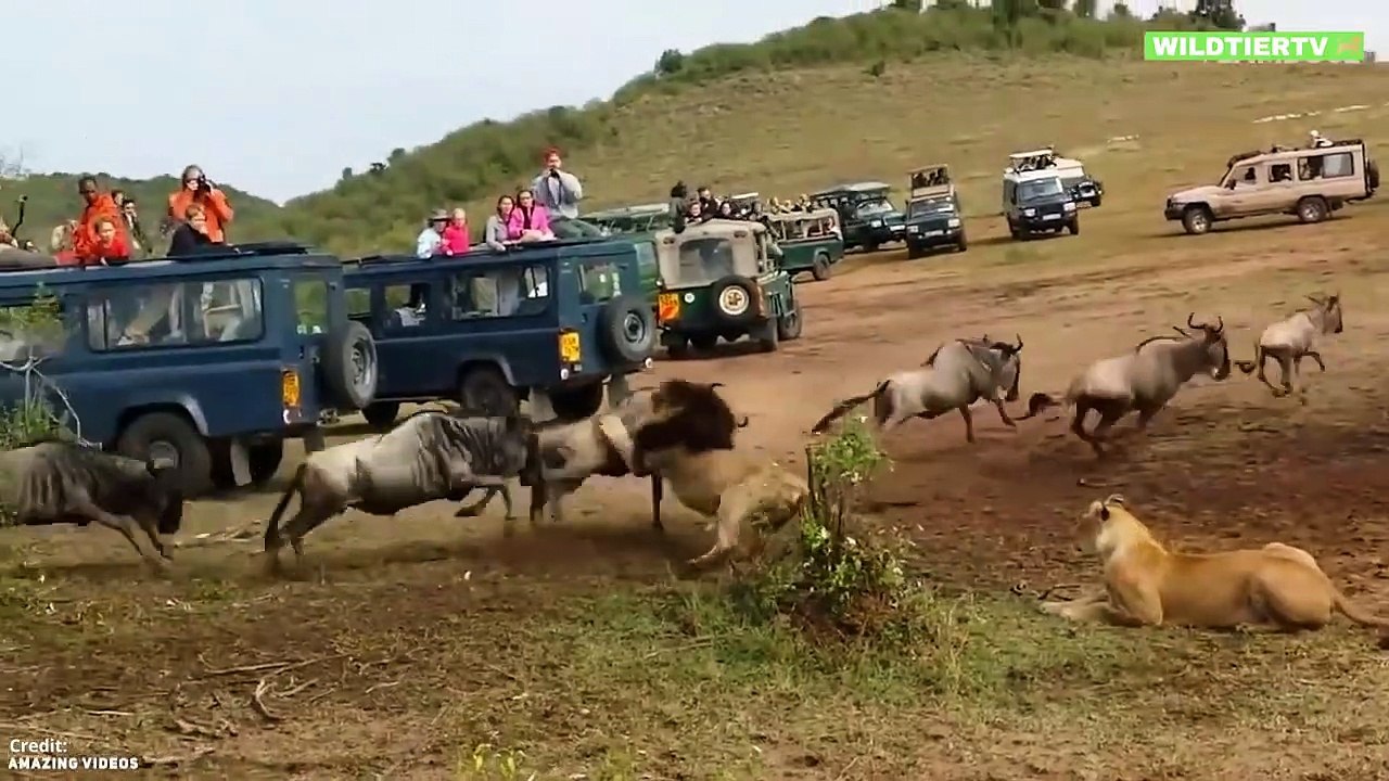 Unfassbare Aufnahmen! Monster LÖWE Attackiert und Frisst GNU!