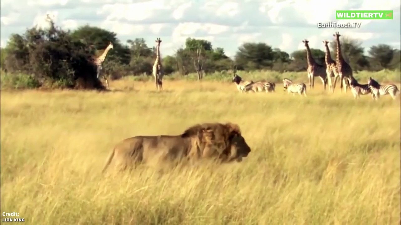 Unglaublich! Baby Zebra ist gerade einmal 3 Minuten alt, als der Löwe es attackiert!