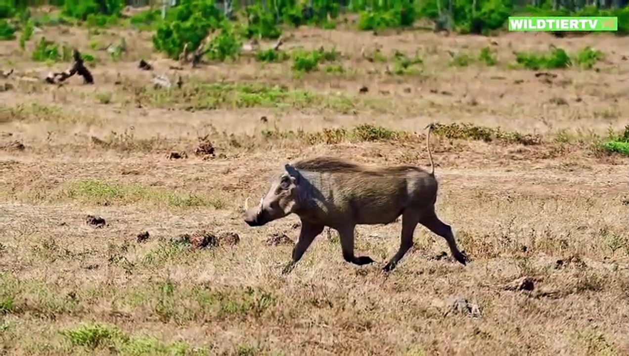 Nie Zuvor Gefilmte Jagd Strategie von zwei Löwinnen! Löwen attackieren Warzenschwein!