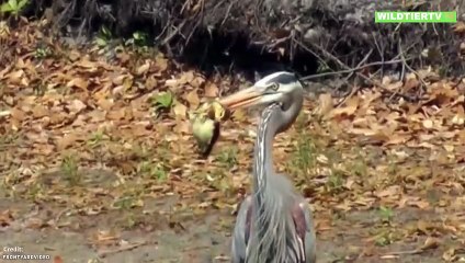 Außergewöhnliche Aufnahme: Reiher verschlingt riesiges Entenküken 🦆