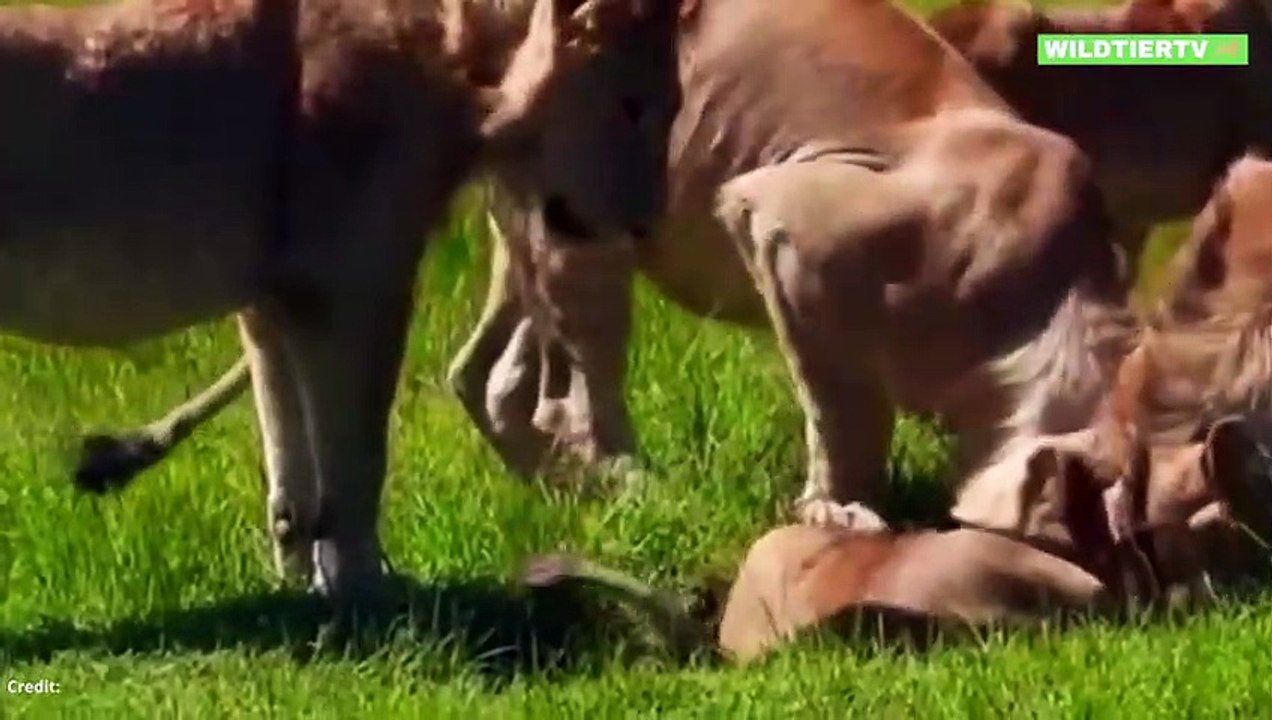 Unglaublich! Löwinnen buddeln Meter tief Baby Warzenschwein aus der Erde!