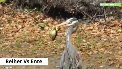 20 Spektakuläre Wildtier Kämpfe die Per Kamera festgehalten wurden! (Löwe, Gepard, Zebra, Hyäne..)