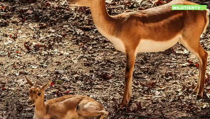 Seltene Aufnahme! Leopard spielt mit Antilopen Baby, wird es überleben