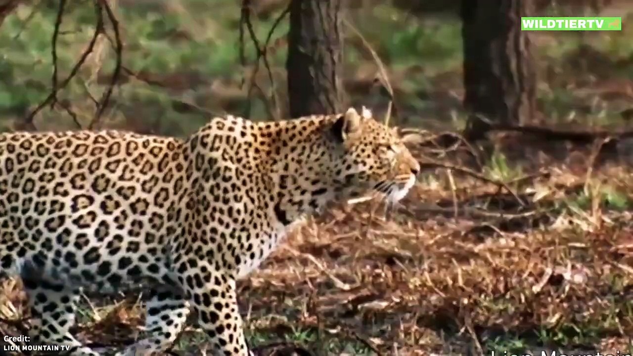 Unfassbar! Leopard Attackiert Warzenschwein Baby, kann es gerettet werden