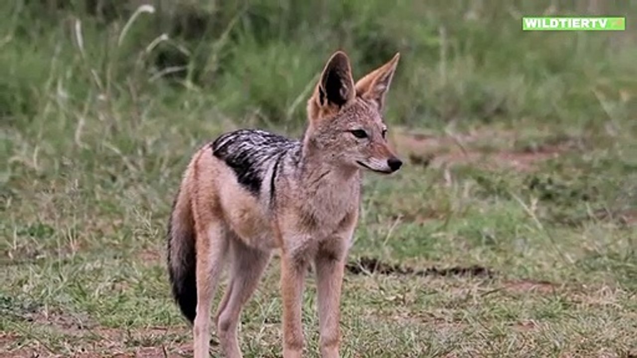 Riesen Schakal attackiert und Frisst Seehund Baby!