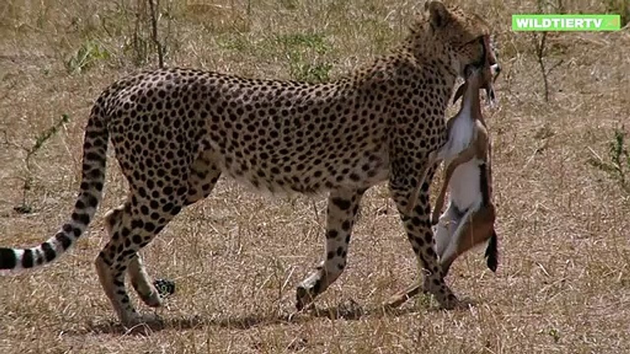 Unfassbar! Gepard Attackiert und Frisst Warzenschwein Baby!