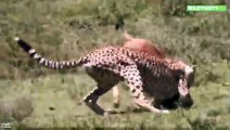 Gepard Attackiert Gnu Kalb, Kann die Mutter es Retten