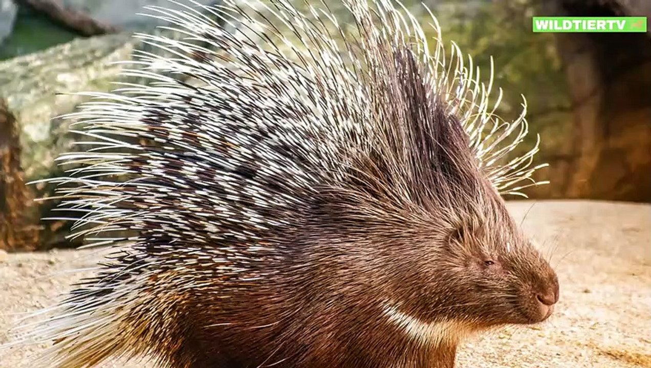 Unfassbare Szenen, Leopard greift Stachelschwein an!