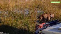 Über 20 Wildhunde umzingeln Löwin und ihr Jungtier, doch dann passiert unglaubliches!