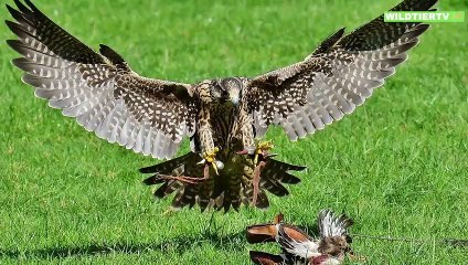 Unglaubliche Momente, Riesen Falke attackiert Schlange, doch wer gewinnt