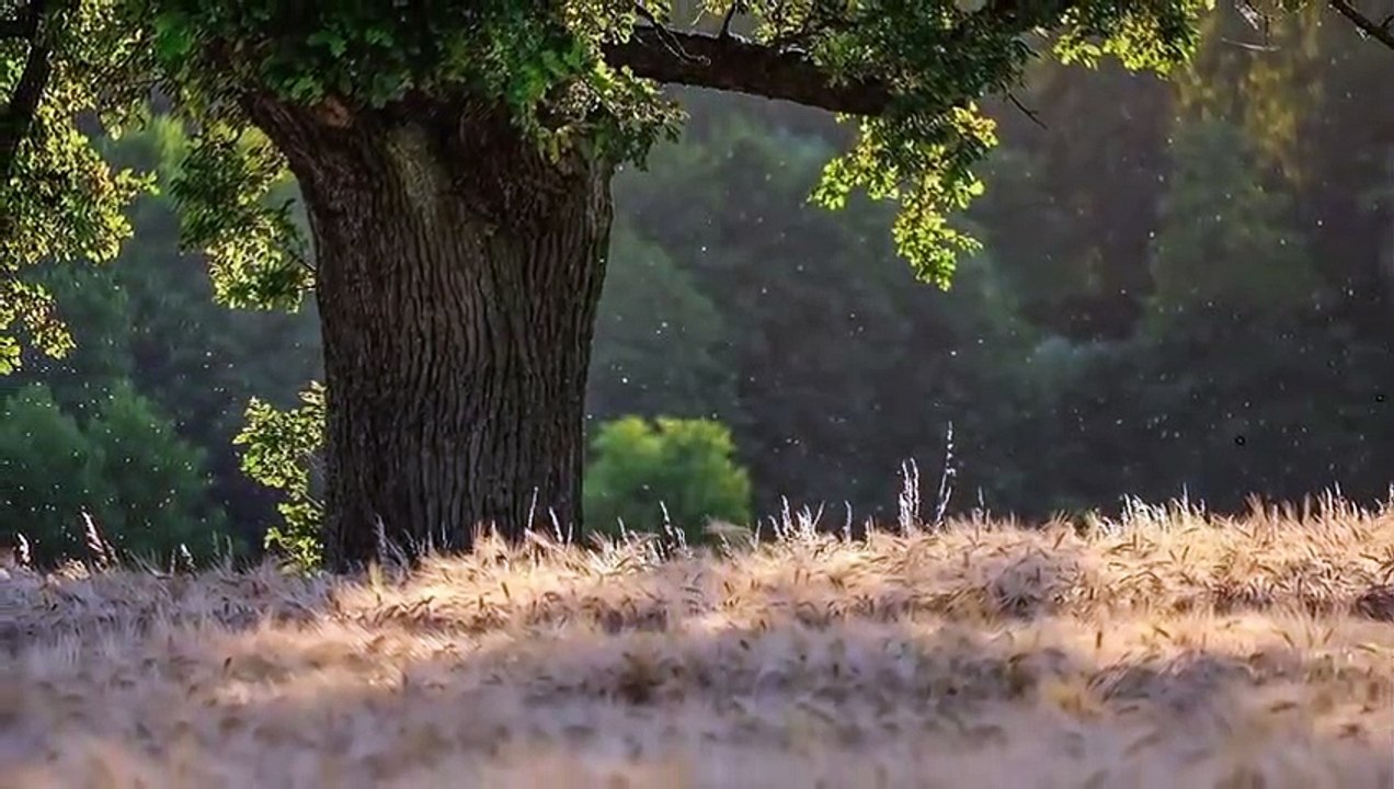 Seltene Aufnahme, Honigdachs greift Giftige Cobra an und Frisst Sie!