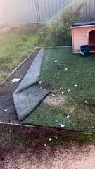 Dirty Doggy Dives Into Duvet