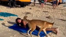 Watch: Dingo bites sunbathing tourist on the bum