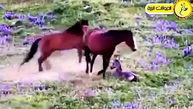 أمهات الحيوانات تتحلي بالشجاعة وتدافع عن صغارها بشكل لا يصدق الحياة البرية في عالم الحيوان