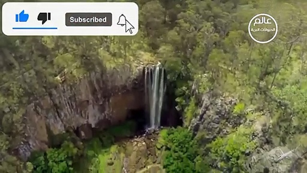 تمساح غاضب يقتل الفهد في مشهد خطير جدا عالم الحيوانات المفترسة