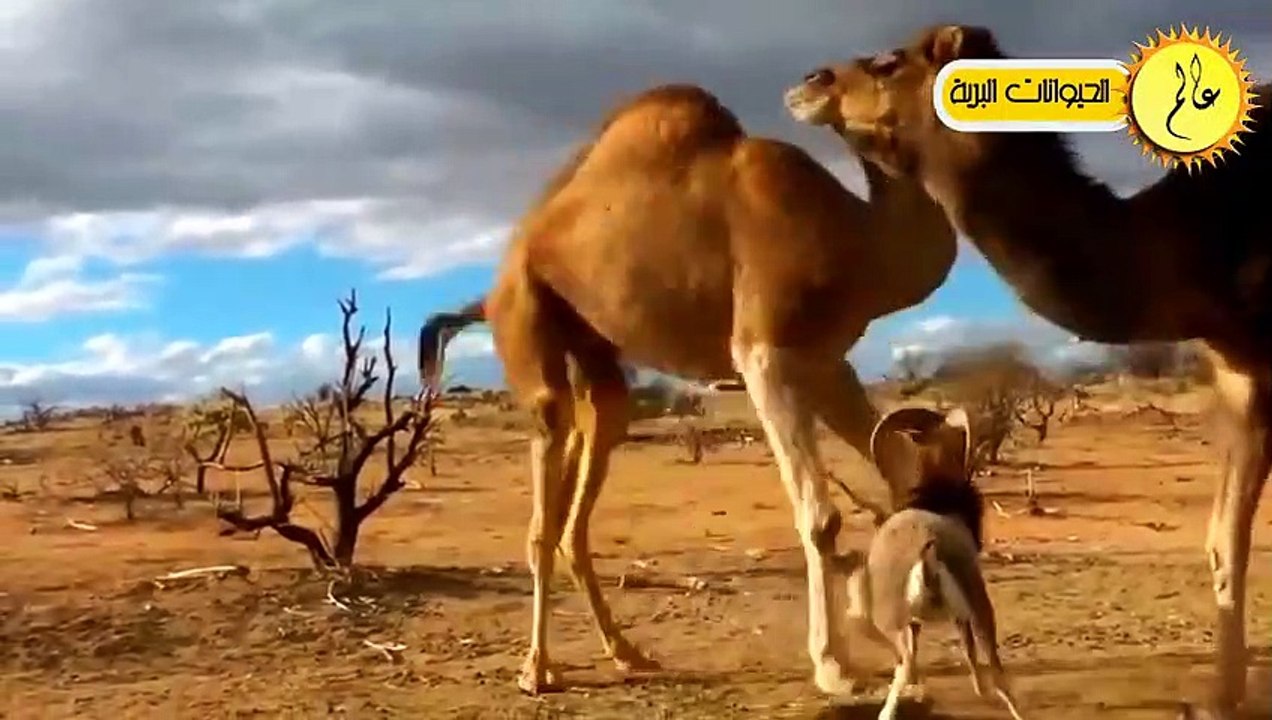ديك شجاع يهاجم حصان !!مشهد لا يصدق  حيوانات صغي...