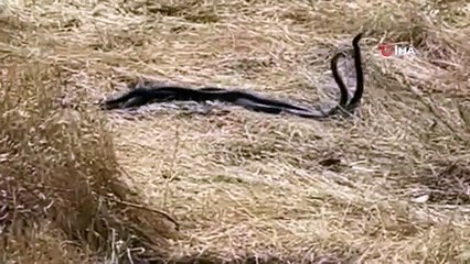 La danse d'accouplement des serpents repérée