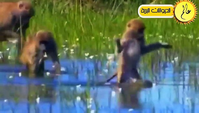 صراع البقاء في عالم الحيوان!! مشاهد لو لم تسجلها الكاميرا لما صدقها احد عالم الحيوان
